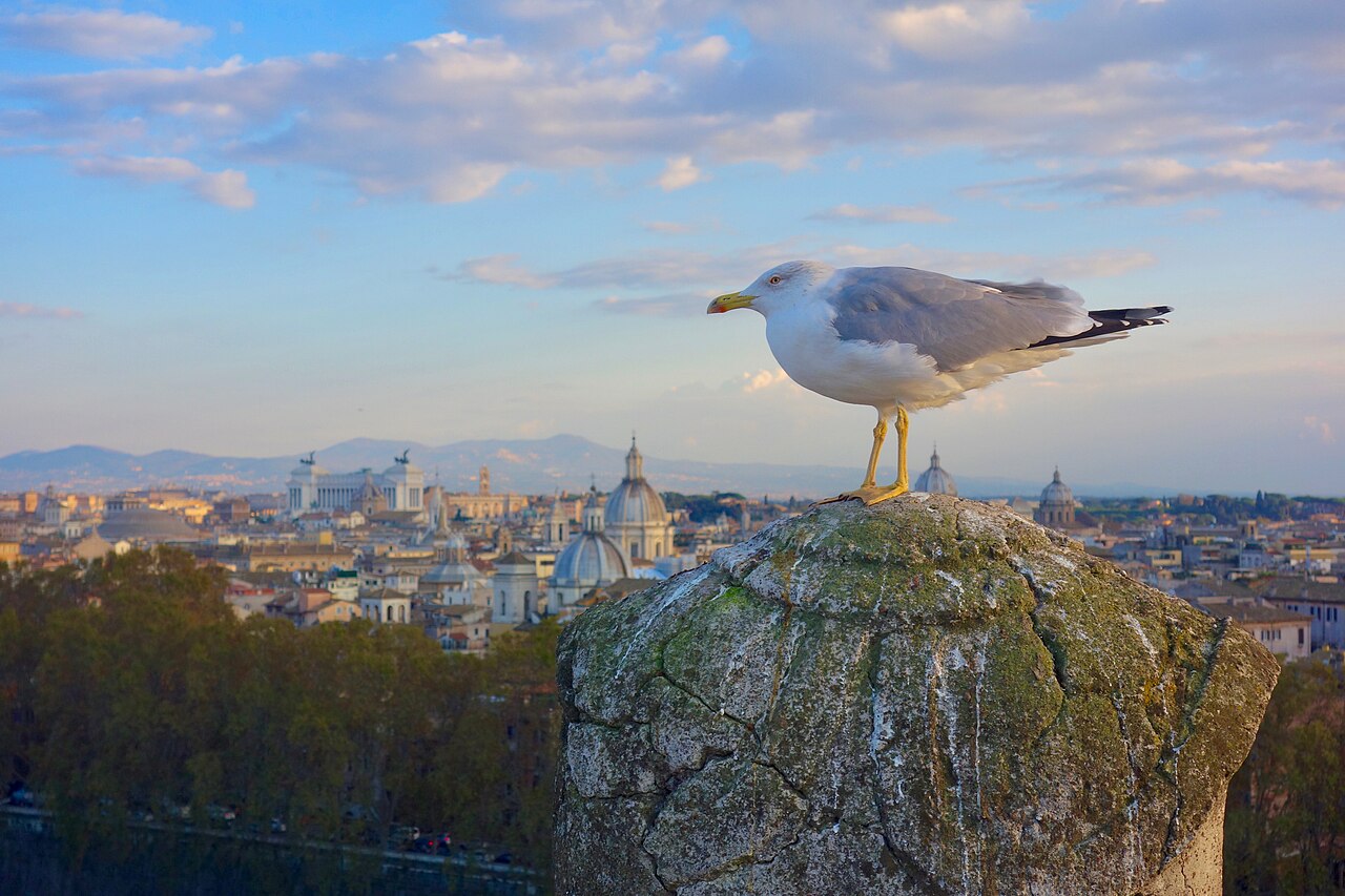 Rome: Skyline of Rome from Castel Sant'Angelo (31677833417)